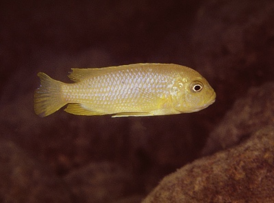 Maylandia sp. 'msobo heteropictus' Lundo Island